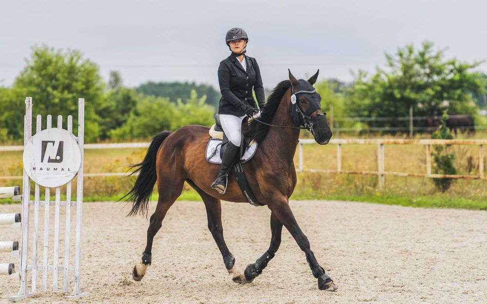 Wyjątkowy profesor i przyjaciel – 8-letni wałach po Lord Liberator