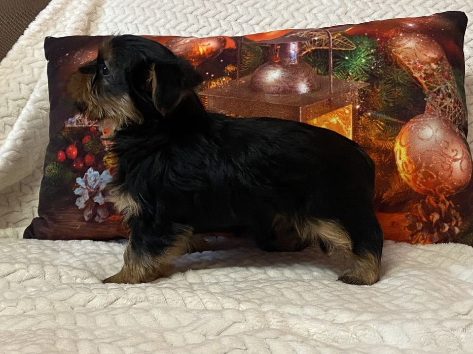 Йорки хлопчики і принцеси