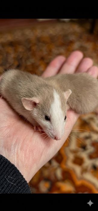 Крысята Дамбо есть доставка