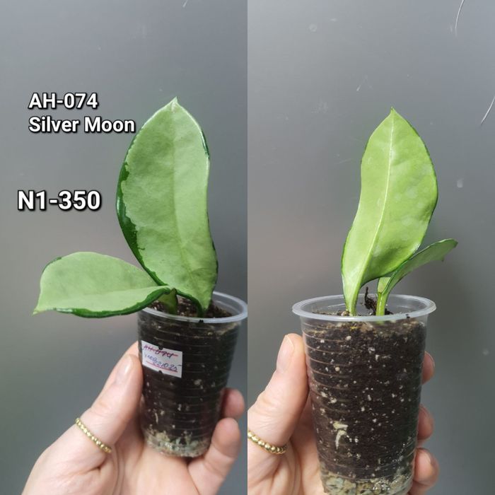 Хойя Вілбур Грейвс/АН-074