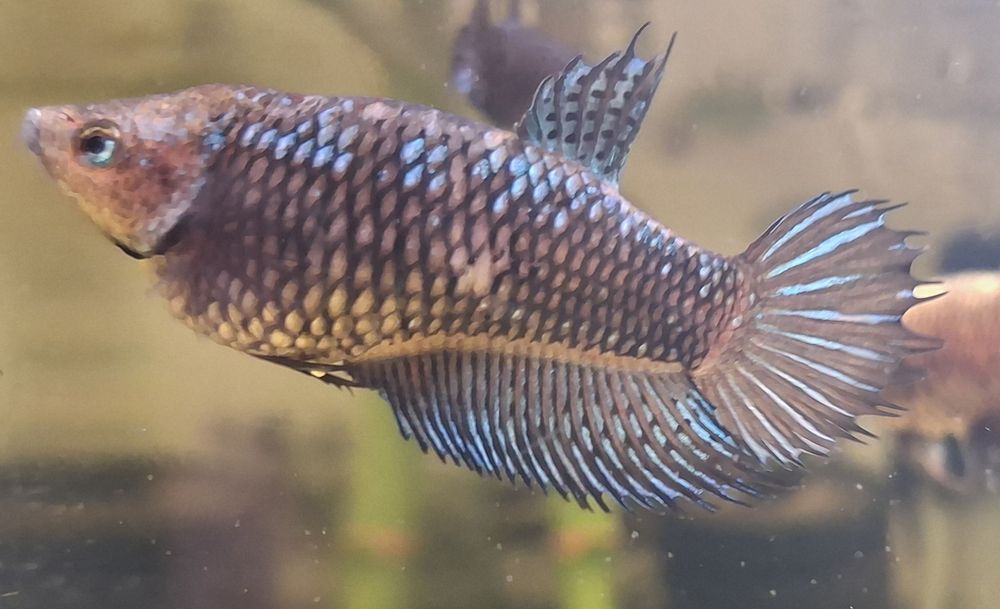 Peixes Betta fêmea prontas a reproduzir 2€