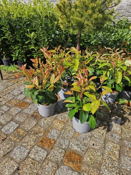 Laurowisnia Novita,Yuca Rostrara, Drzewo oliwne Etna