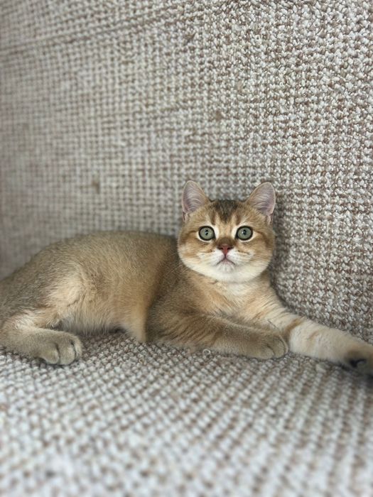 Золоте муркотливе щастя