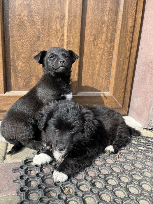 Oddam pieski w dobre rece