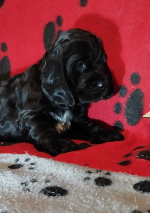 Cocker spaniel preto/a
