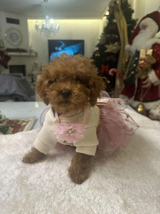 Przepiekna sunia Pudel Toy