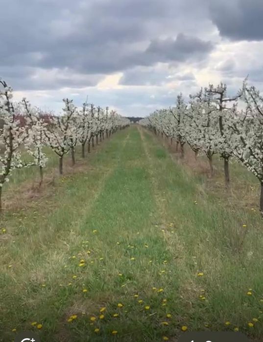 Продам земельну ділянку 15 Га біля м. Берегово