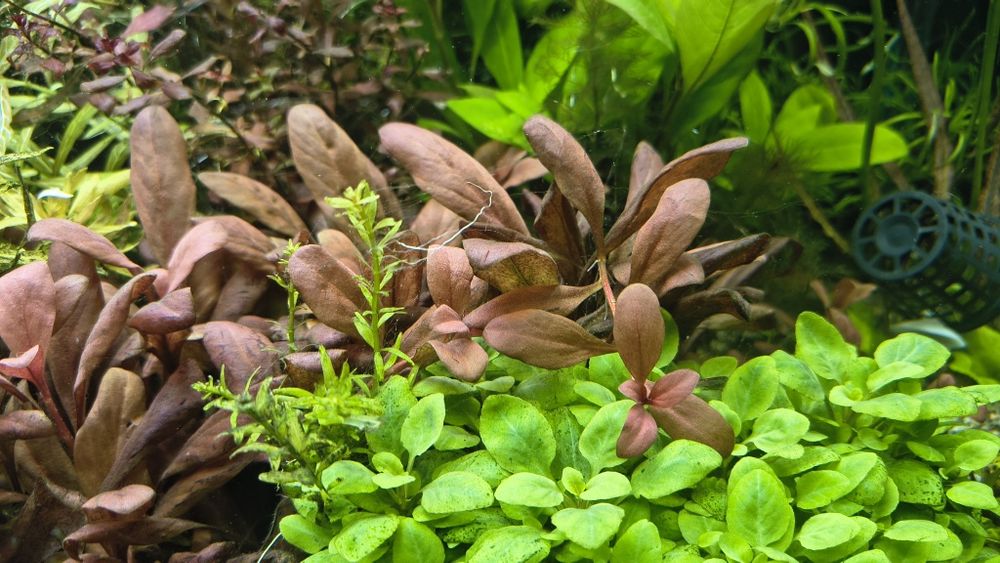 Rośliny akwariowe mix 50