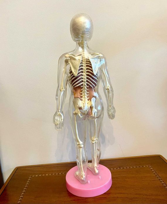 Modelo anatómico em plástico de mulher grávida
