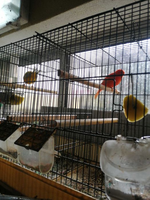 Canários vermelhos-brancos e amarelos