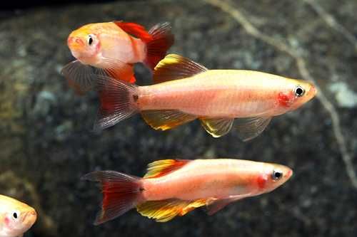 GB Kardynałek Chiński Albinos | Pakiet 20 - 49 szt. - dowóz ryb!