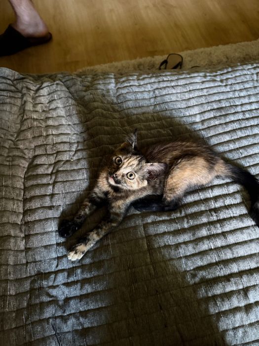 Котики шукають родину