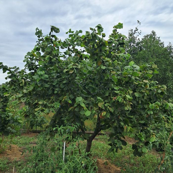 Фундук Саджанці без обману. Саженцы фундука