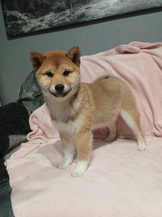 Shiba inu-Gotowa do odbioru