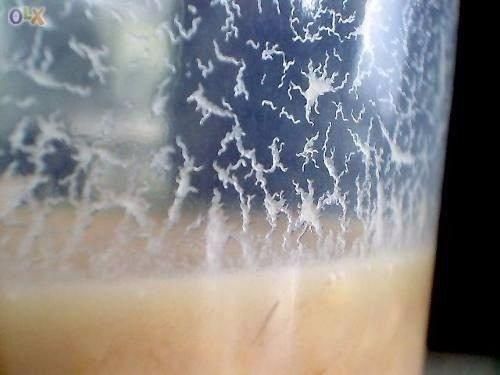 Cultura inicial de Microvermes da aveia