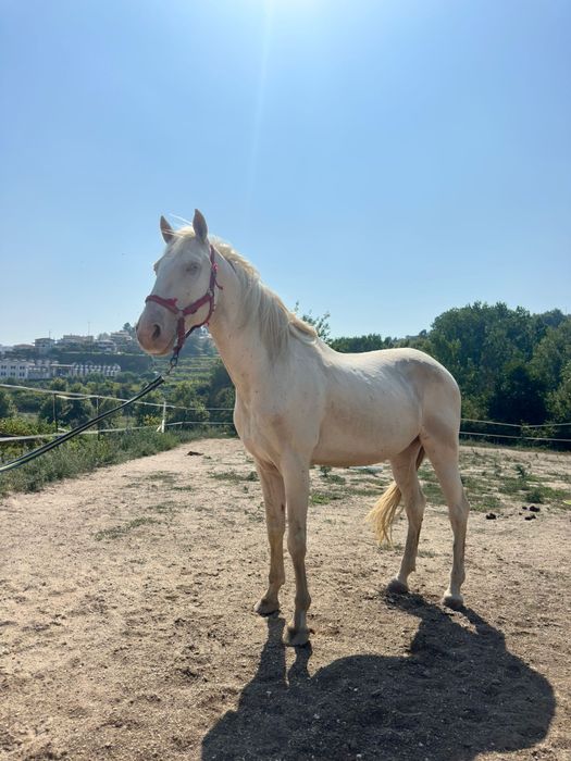 Cavalo com livro verde