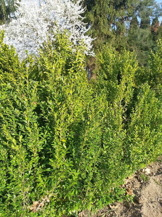 Sprzedam bukszpan, sadzonki bukszpana.