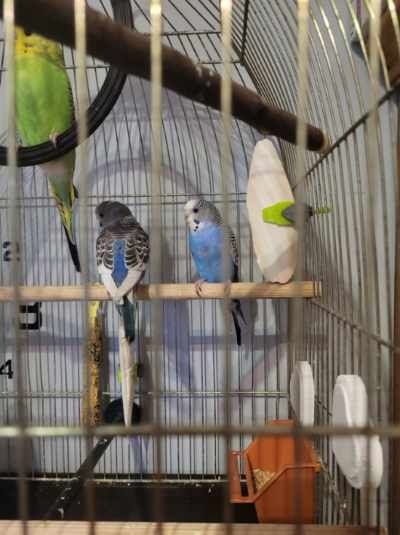 Oddam za darmo papuzke falista