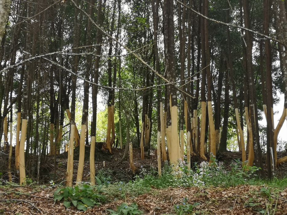 Limpezas de terrenos agrícolas e florestais