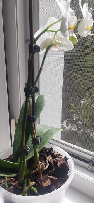 Продам белую орхидею