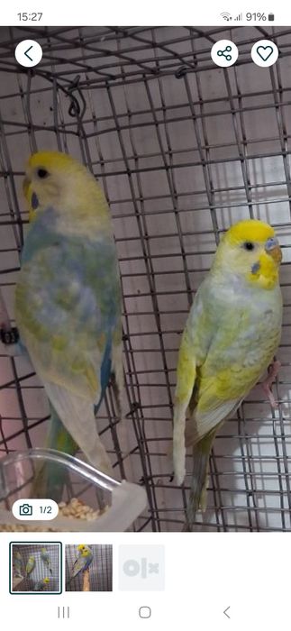 SÓ HOJE  casalinho  piriquitos arco íris