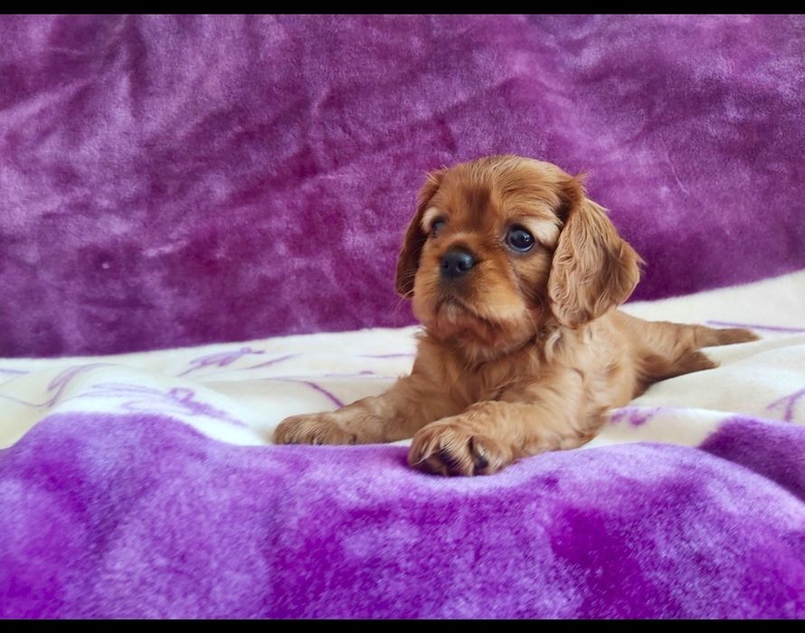 Cavalier King Charles Spaniel