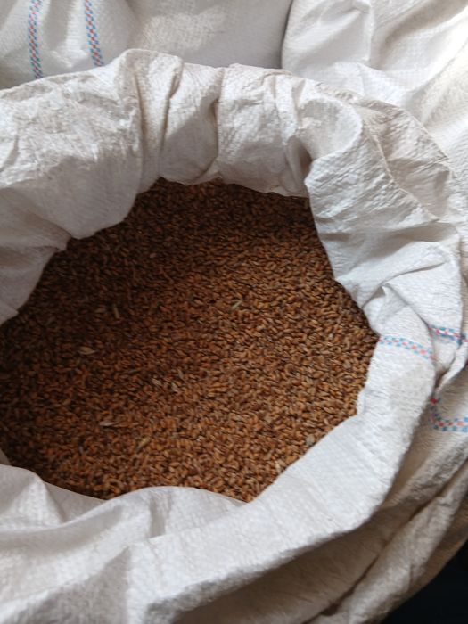 Sprzedam przenice jarą