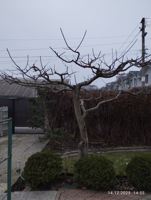 Обрізка дерев. Покіс трави, бурьяну. Стрижка газону. Стрижка кустів