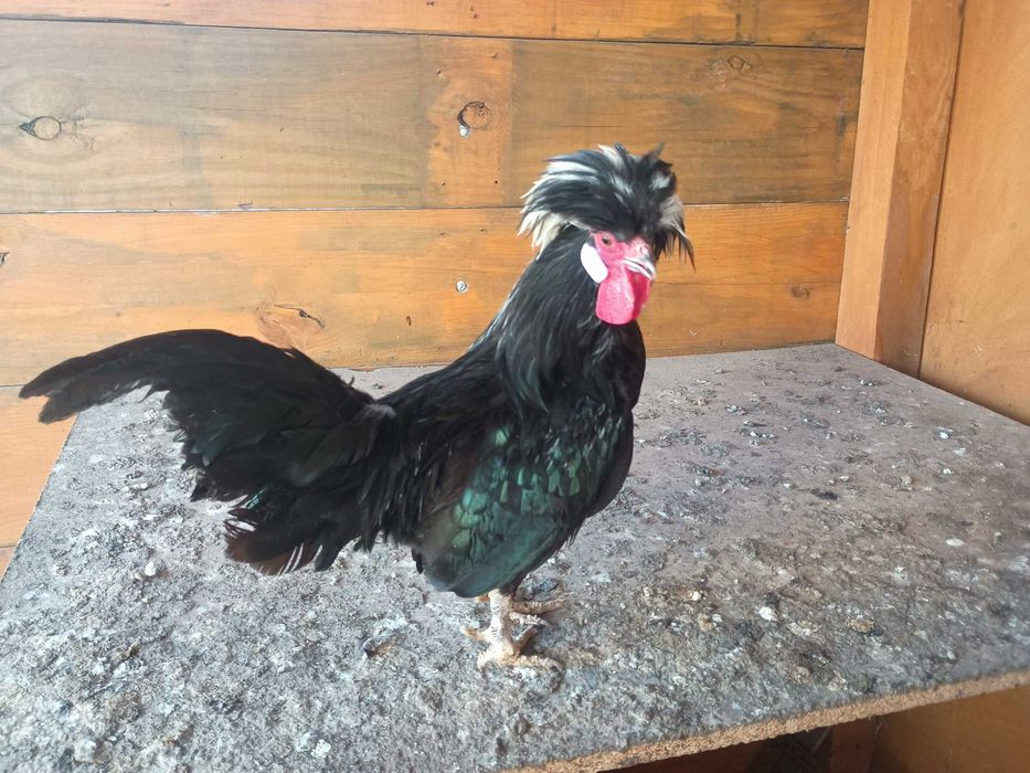 Kury gołoszyjki parami