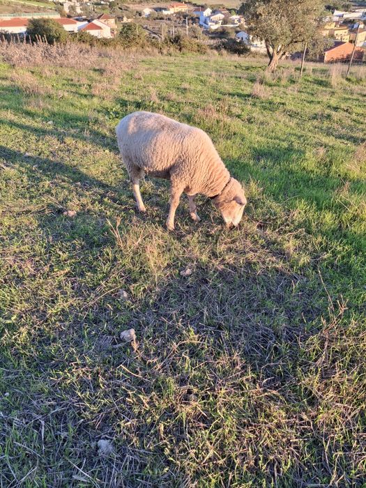 Vendo carneiro .
