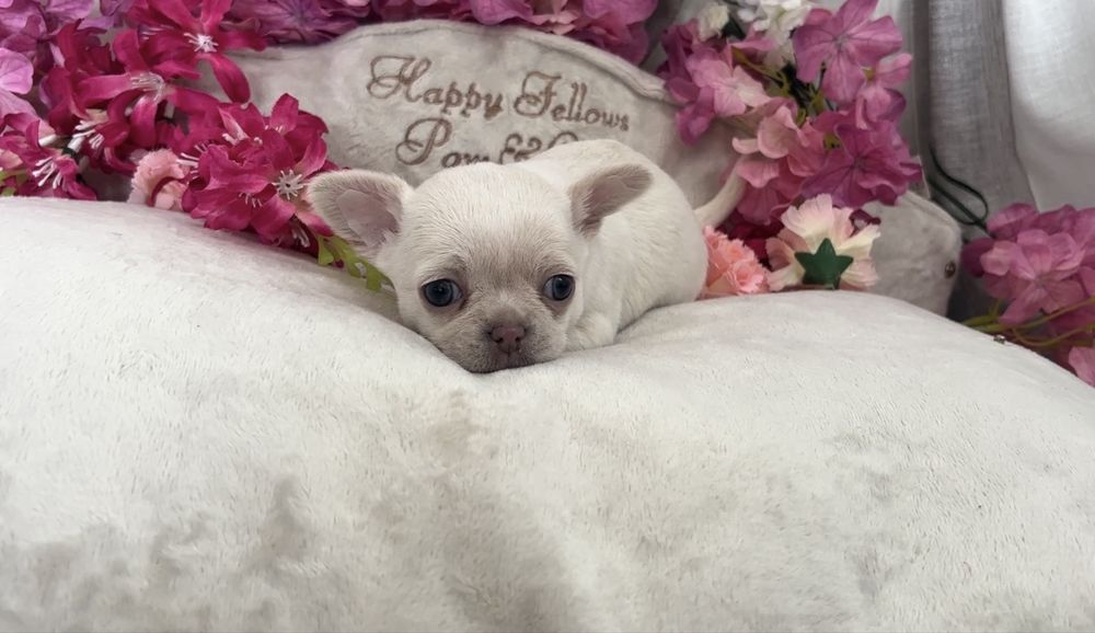 Suczka chihuahua do 2 kg mini cudo