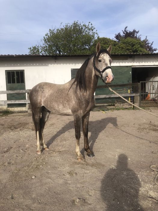 Macho Puro Sangue Arabe