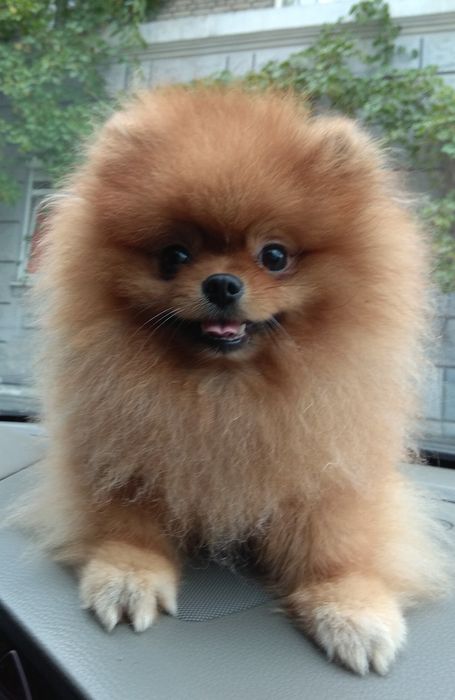 Вязка. Померанский шпиц baby face