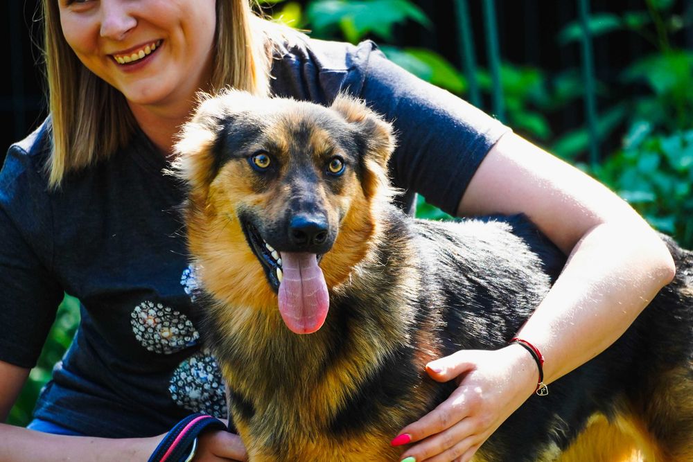 Nevada - cudowna, długowłosa sunia szuka domu