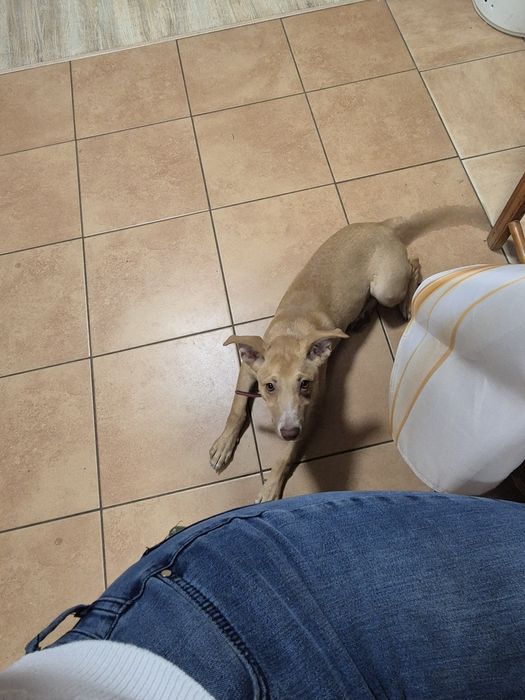 Pilnie oddam szczeniaka