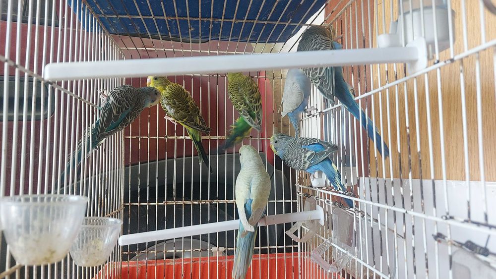 Periquitos Australianos
