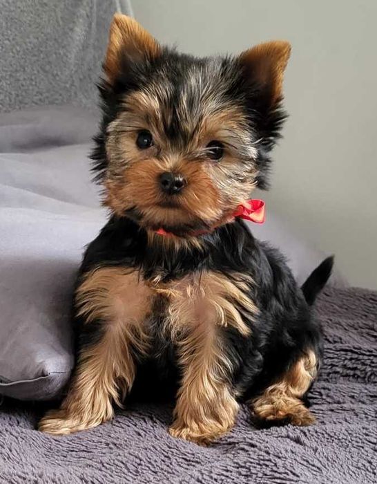 York yorki yorkshire terrier szczeniak szczeniaczek sunia