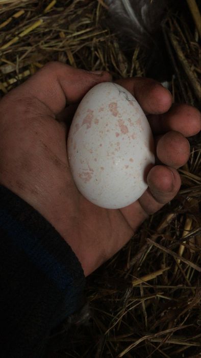 Ovos de perú e de ganso