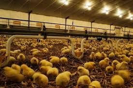 Kury nioski Rosa1 jajka mlode kurki z dowozem GRATIS całe województwo