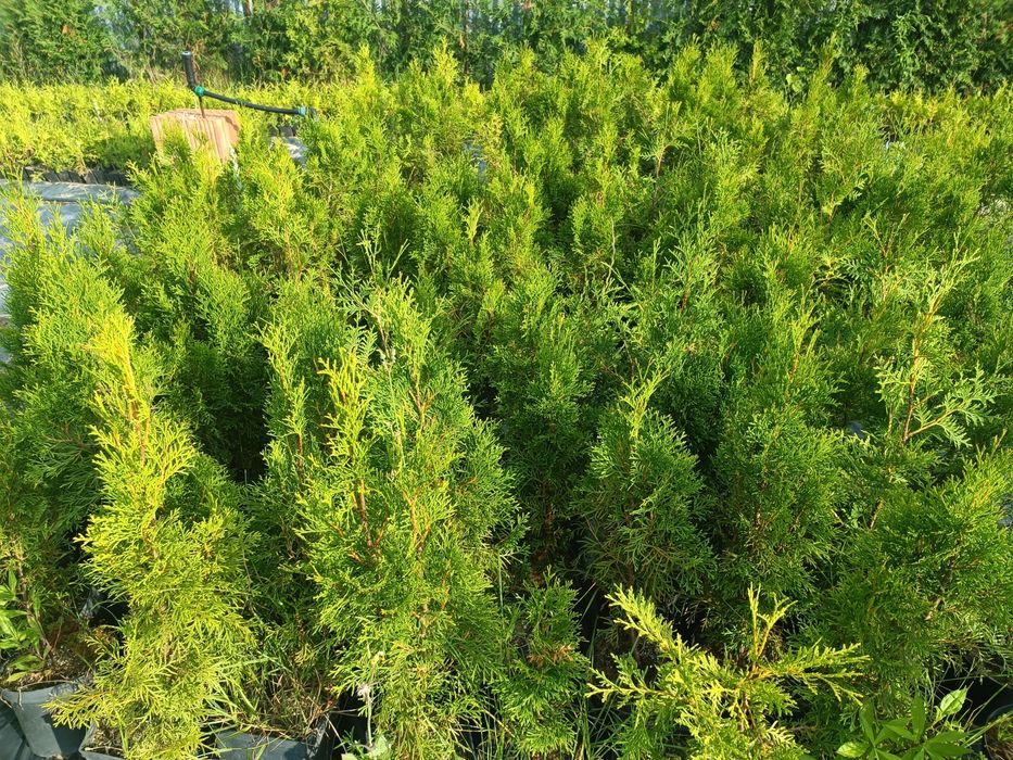 Tuje brabant 80cm, tuje szmaragd 90cm z doniczek, ostatni dzwonek!!!