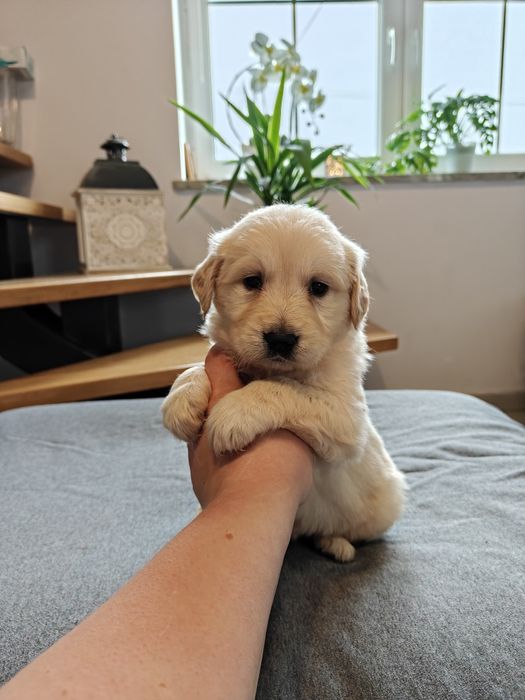 Sprzedam śliczną suczke Golden Retriever