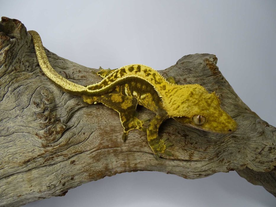 Gekon Orzęsiony samiec Pinstripe