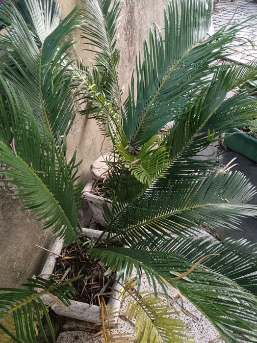 Planta cyca com ou sem vaso