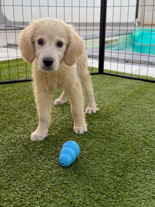 Golden Retriever 4 meses