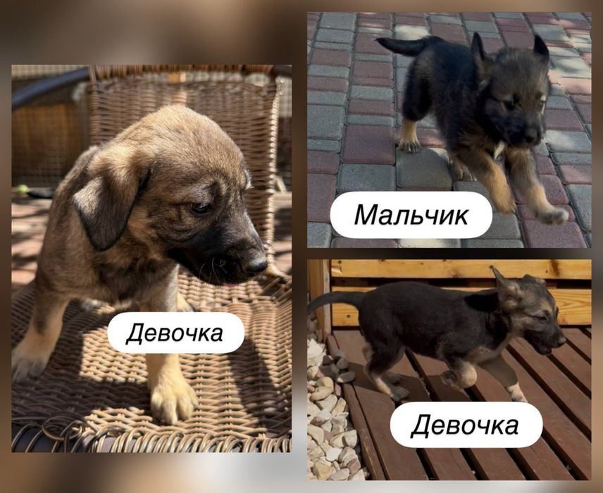Отдам даром в добрые руки щенков
