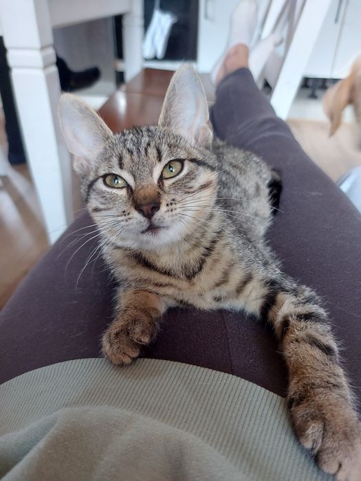 Do adopcji kotka