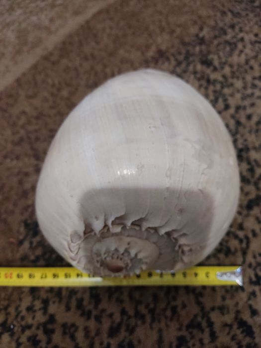 Океаническая ракушка большая