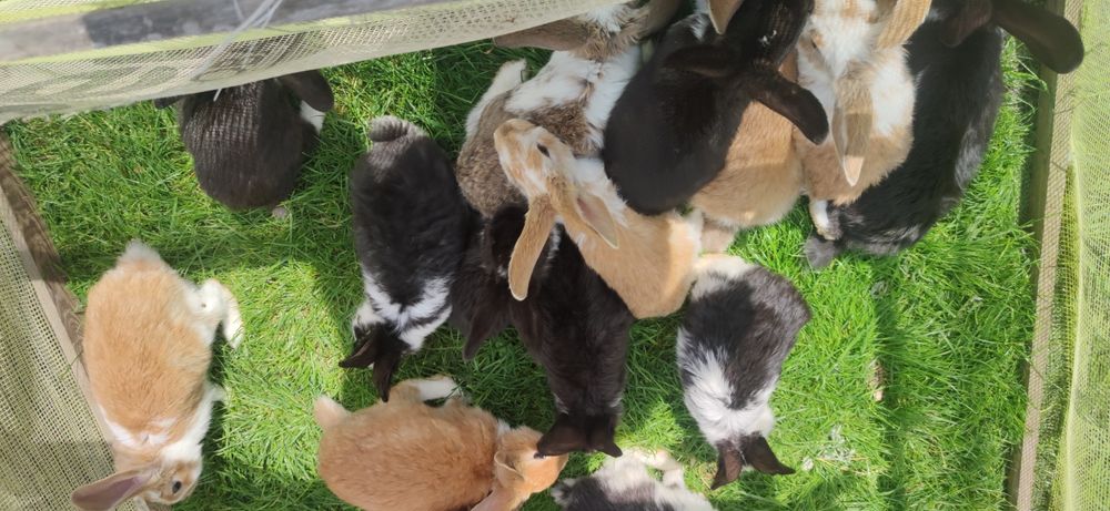 Króliki młode samce