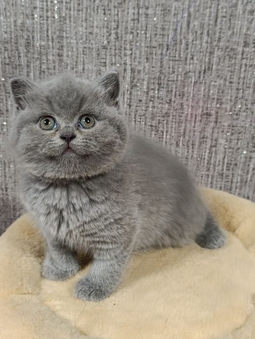 Розкішні кошенята