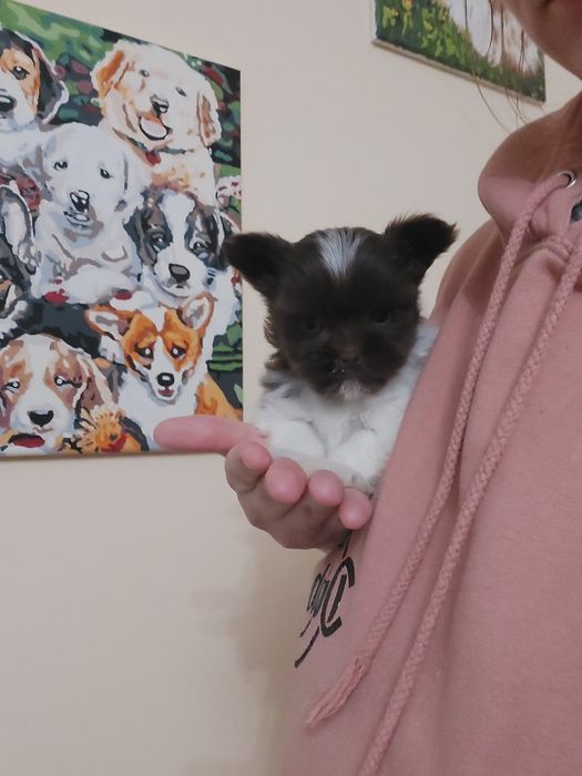 Кому міні чудо? Кому мікро радість? Хлопчик биро йорк. Біро йорк.